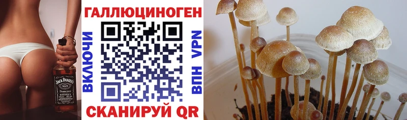 Купить  Петропавловск-Камчатский  Псилоцибиновые грибы Psilocybine cubensis 